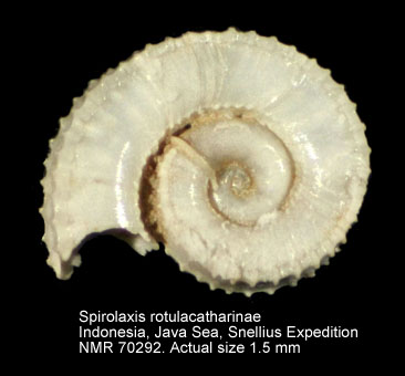 Spirolaxis rotulacatharinea.jpg - Spirolaxis rotulacatharinea(Melvill & Standen,1903)